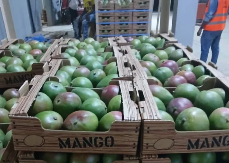 Safi Roots Featured in FreshPlaza: West African Mangoes Earning Global Recognition
